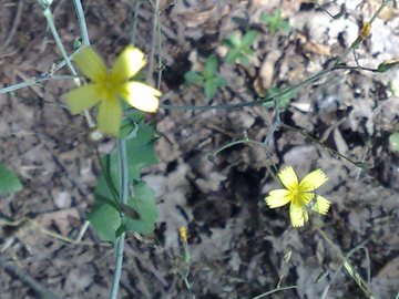 Mycelis muralis (=Lactuca muralis) / Lattuga dei boschi